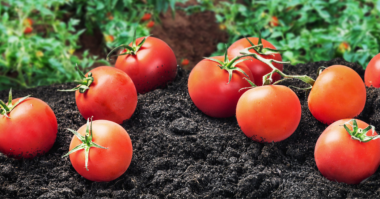 Cornell Tomato Grower Gets Out Of Red With Cornell Co-Pilot™