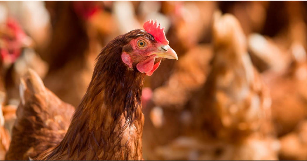 ABB Moving your Poultry business from farm to fork