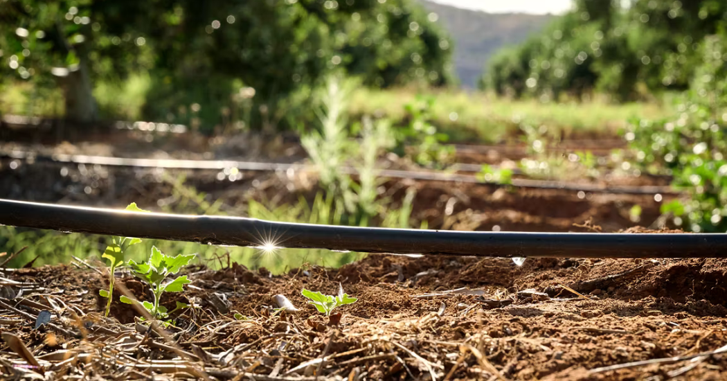 Grundfos Solar Pumps: Rescuing a Large Olive Farm in South Africa