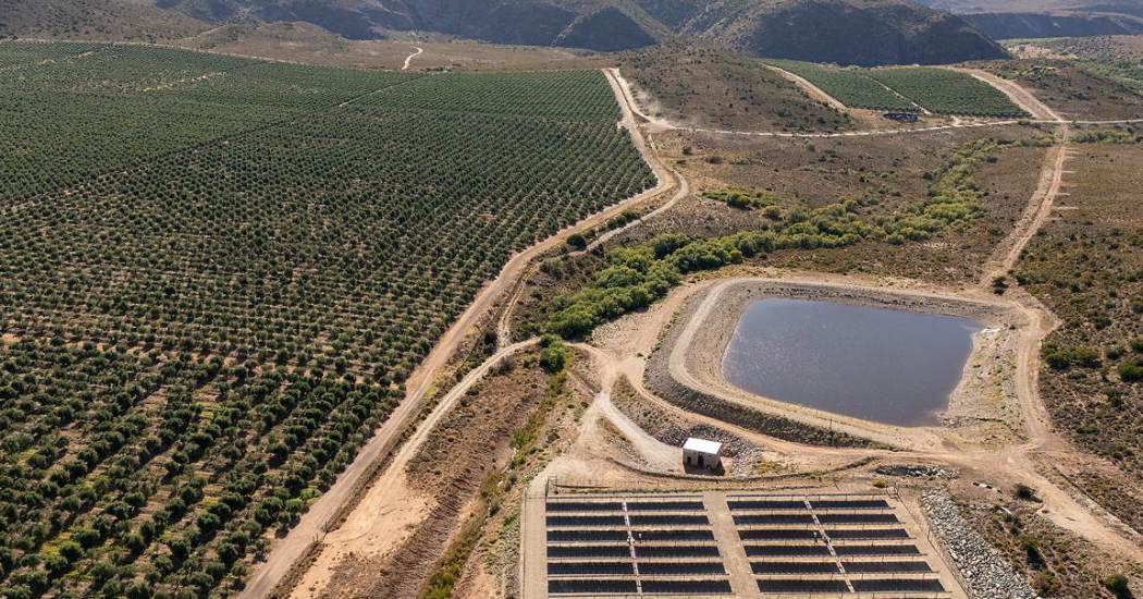 Solar Pumps: Rescuing a Large Olive Farm in South Africa