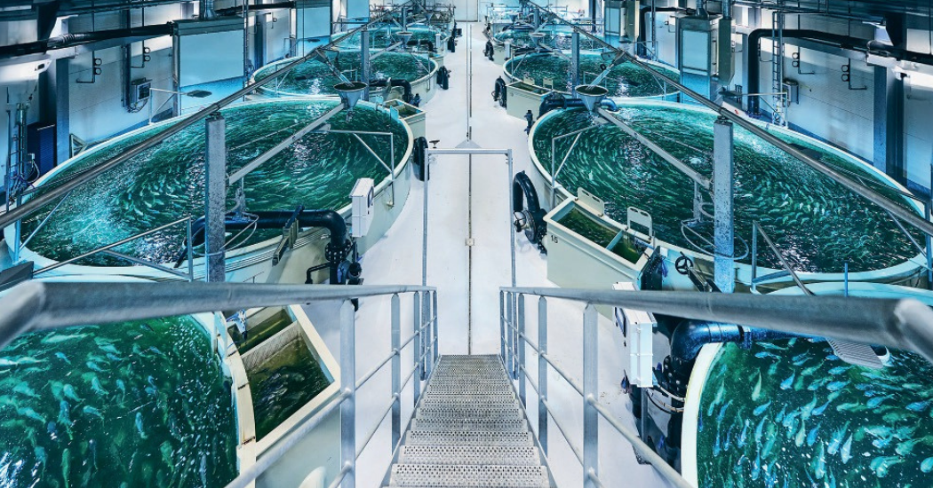 Hidrostal Supporting Aquatic Ecosystems Hidrostal's Fish-Friendly Pumping Solutions for Environmental Compliance