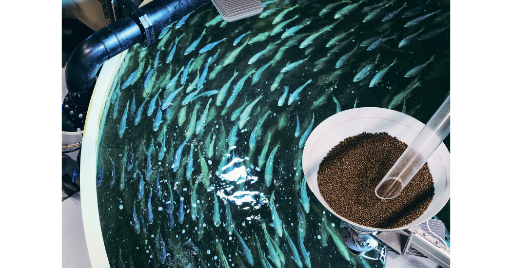 Sustainable Fish Farming: Hidrostal's Complete Aquaculture System Solutions