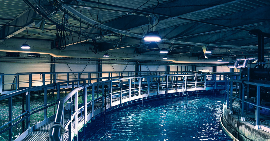 Sustainable Fish Farming: Hidrostal's Complete Aquaculture System Solutions