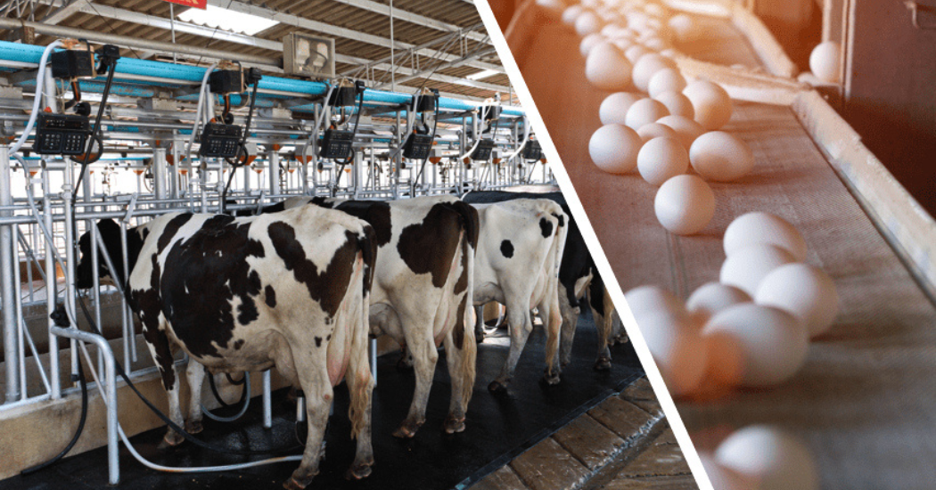 IFS Clog-Free Operation in Dairy and Poultry Wastewater Systems with High-Temperature Submersible Pumps