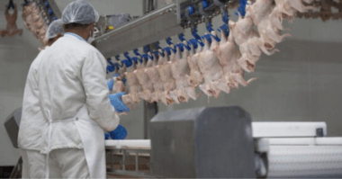 IFS How a Poultry Processor Cut Costs and Clogs with Solids Handling Shredder Pumps